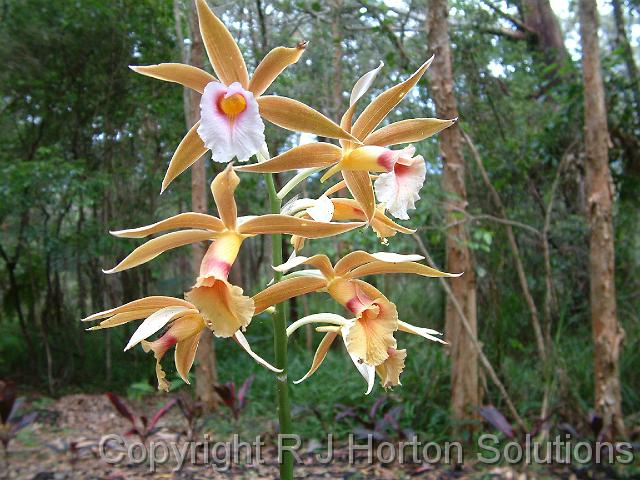 Phaius tankervilleae swamp orchid_2